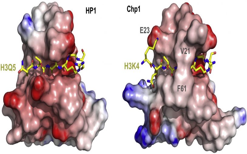 HP1 and Chp1 cocrystal structures