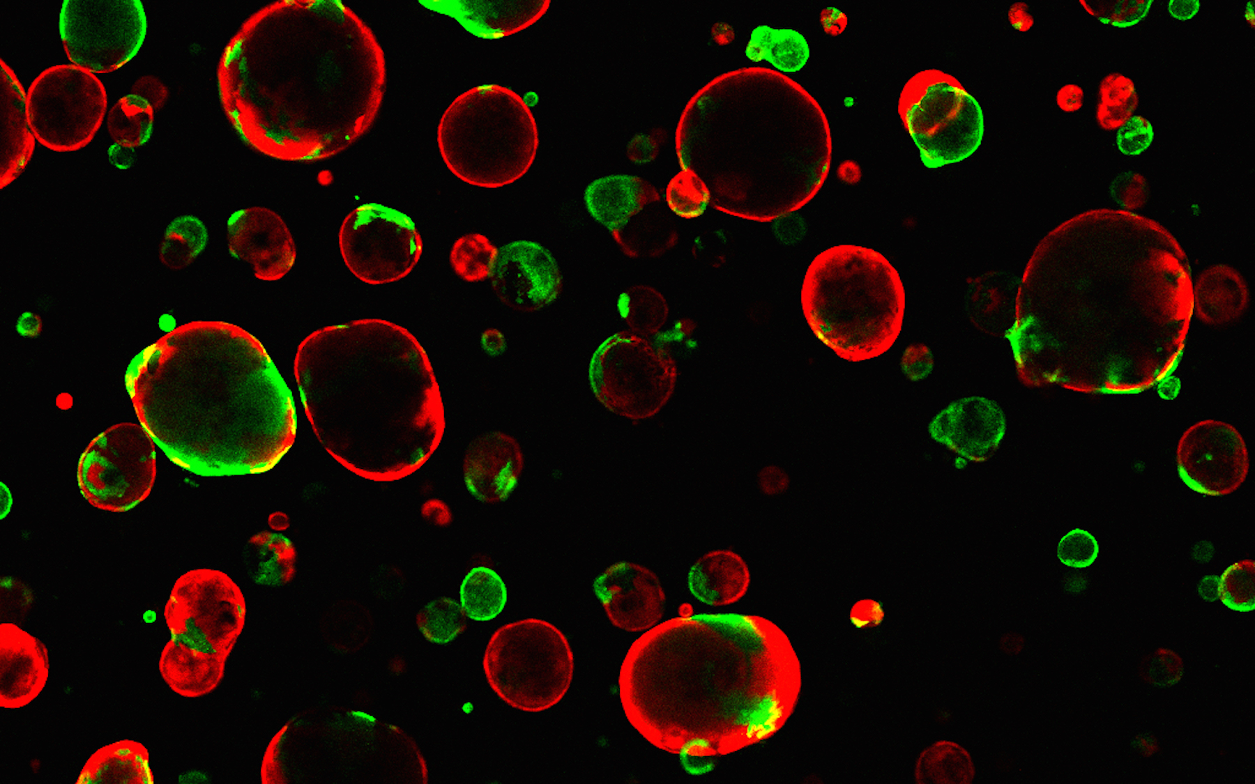 Cold Spring Harbor Laboratory