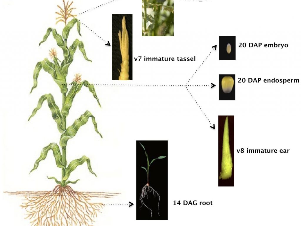 six maize tissues