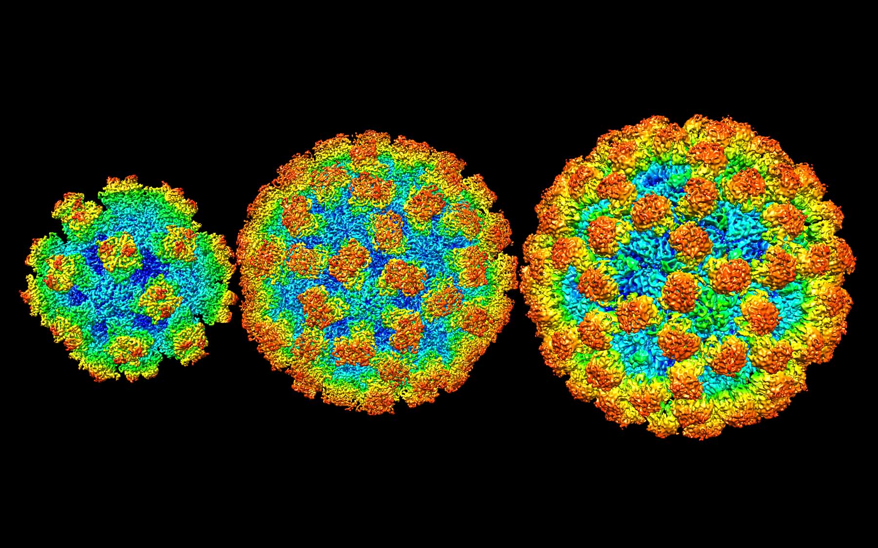 CryoEM illuminates intricate designs of noroviruses Cold Spring