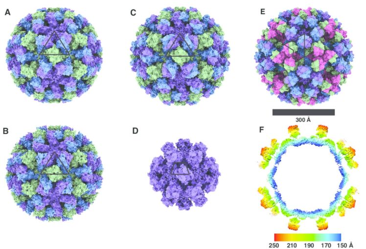 Cryo-EM illuminates intricate designs of noroviruses | Cold Spring ...