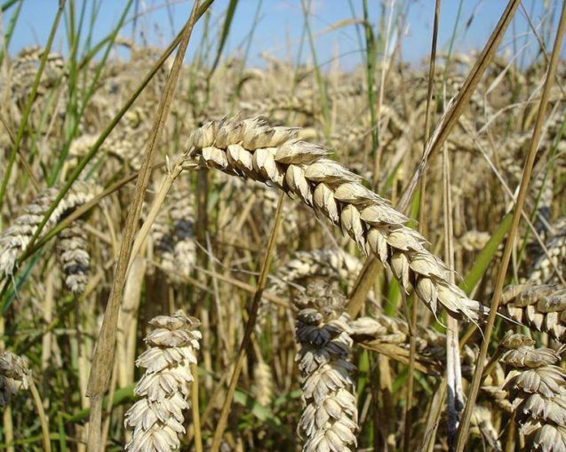 photo of wheat stalks close up