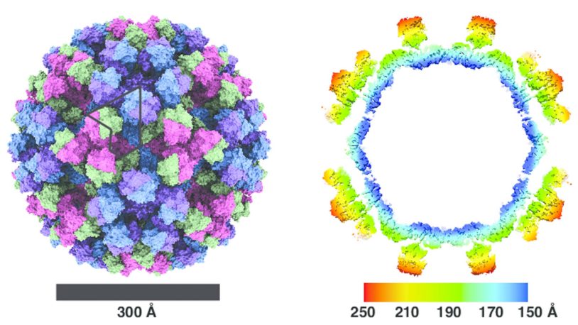 graphic of Norovirus strain capsids