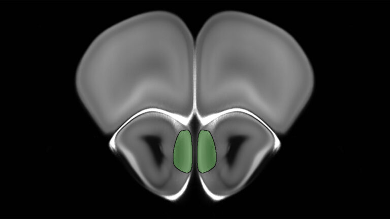 electron microscopic image of a mouse brain odor processing center