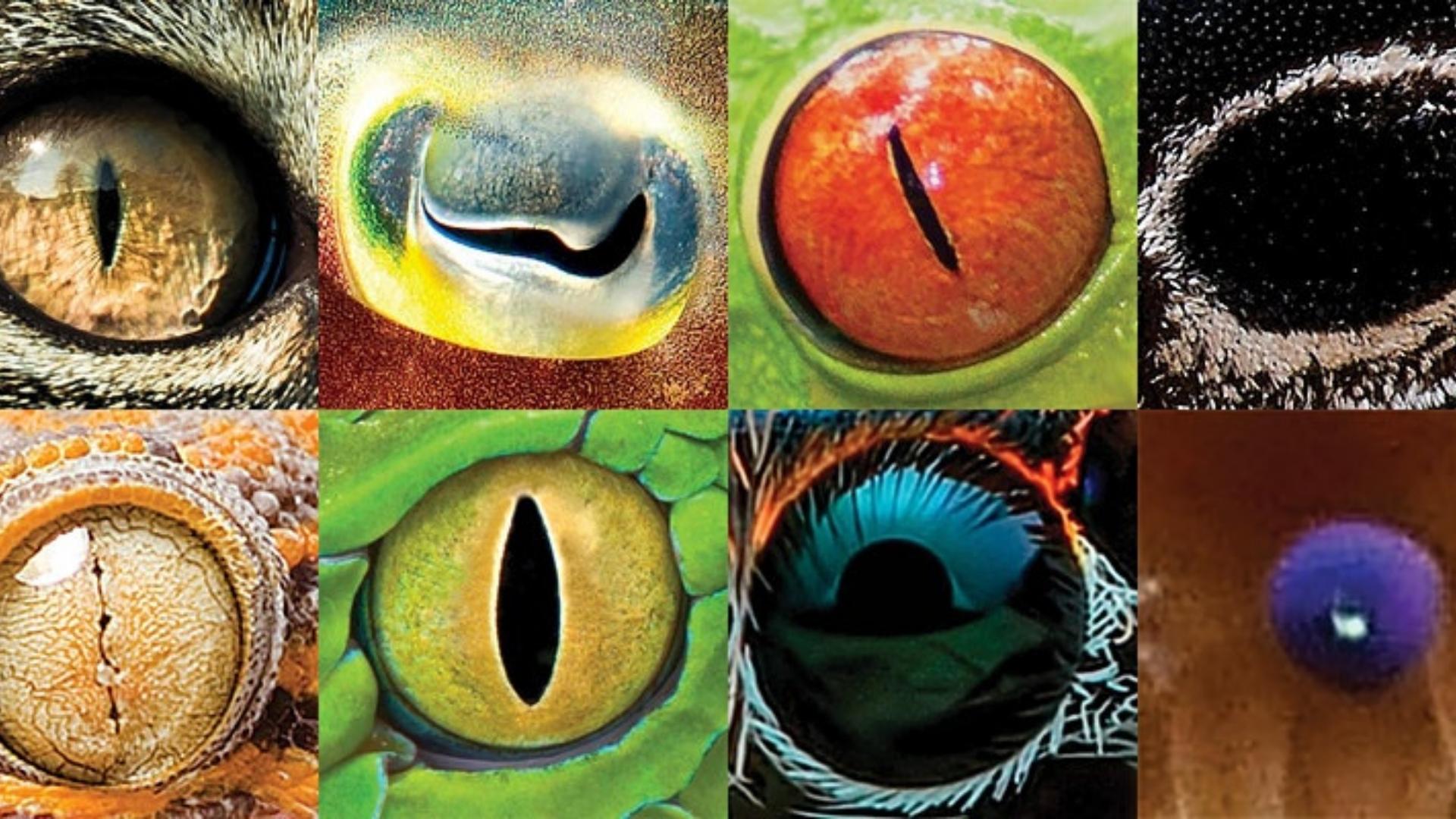Photo collage of eight different animal eyes