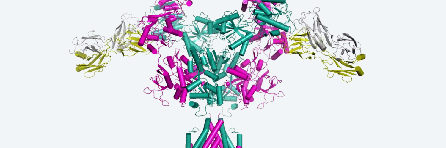 Image of an NMDA Receptor