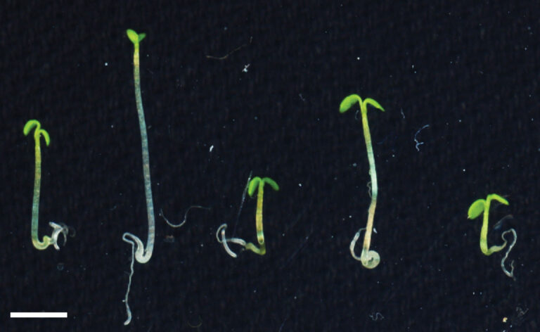 Image of plants with protein levels manipulated