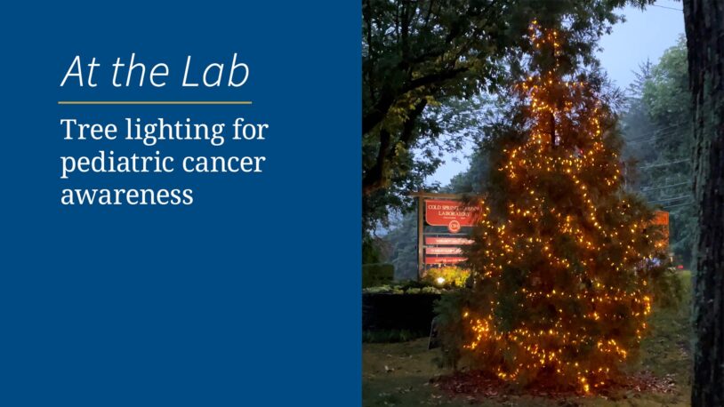 Image of tree lighting for pediatric cancer awareness