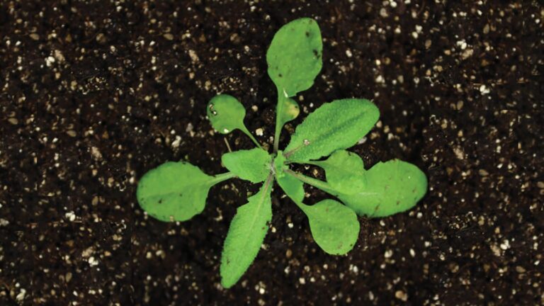 image of Arabidopsis thaliana plant