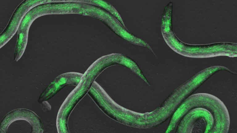 image of C. elegans worms
