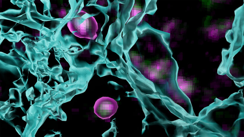 image of oligodendrocyte precursor cells