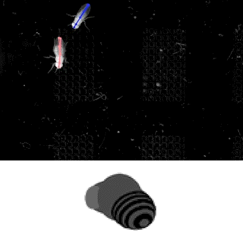 animated gif of male fruit fly courting a female fruit fly