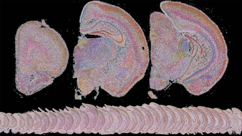image of BARseq brain mapping shapes