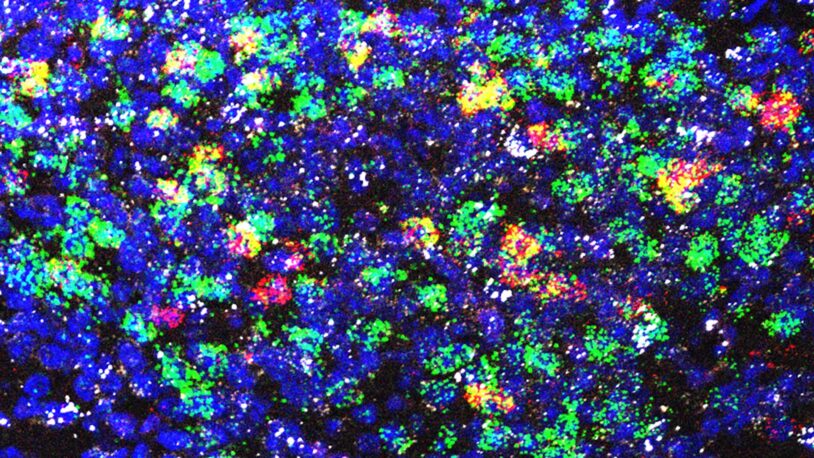 image of area postrema neurons