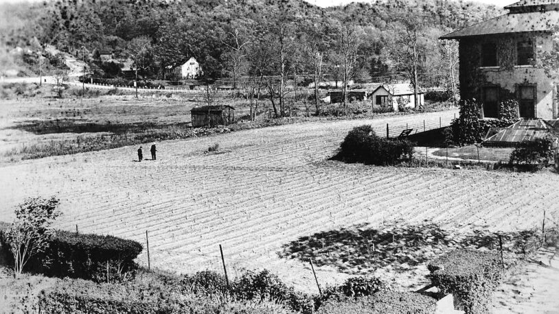 image of Barbara McClintock's cornfield behind Carnegie Library