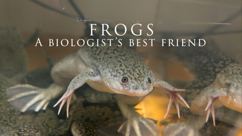 image of slide for Xeonpus video