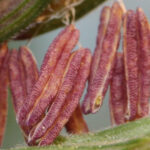 image of the pollen-producing part of the maize-teosinte hybrid