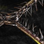 image of the solanum atropurpureum thorny stem