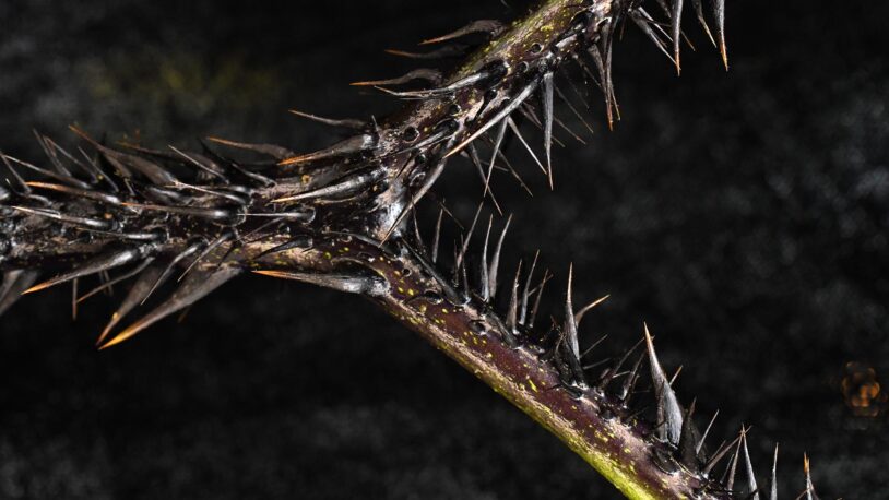 image of the solanum atropurpureum thorny stem
