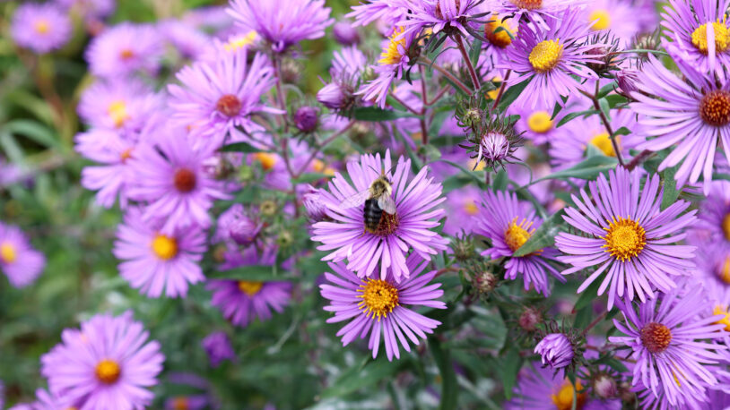Among the wildflowers