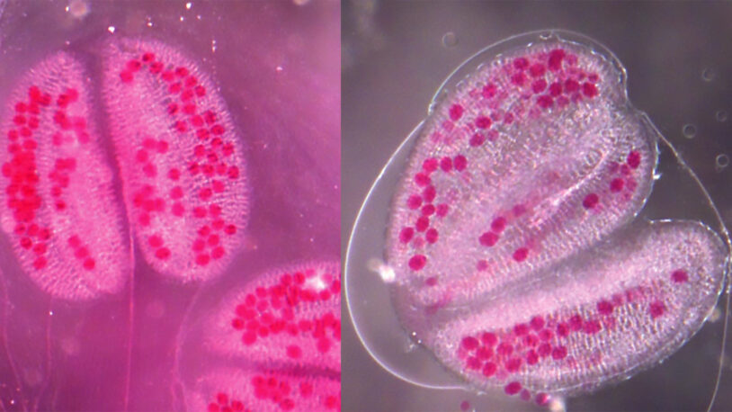 image of Arabidopsis pollen