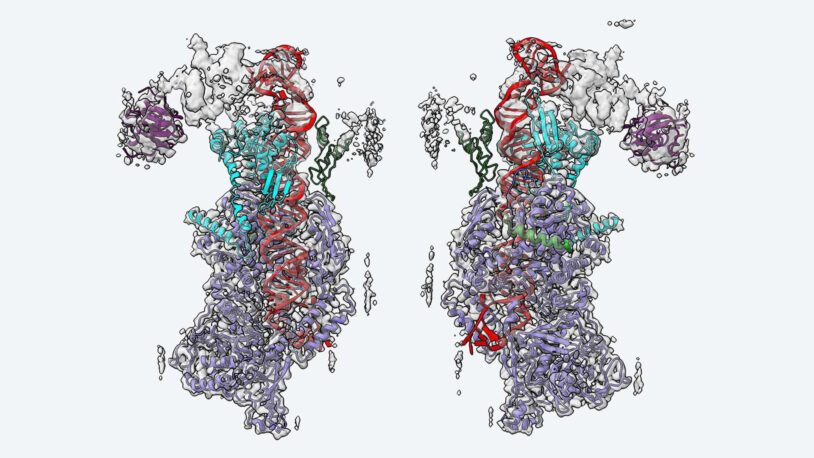 The Microprocessor inside you