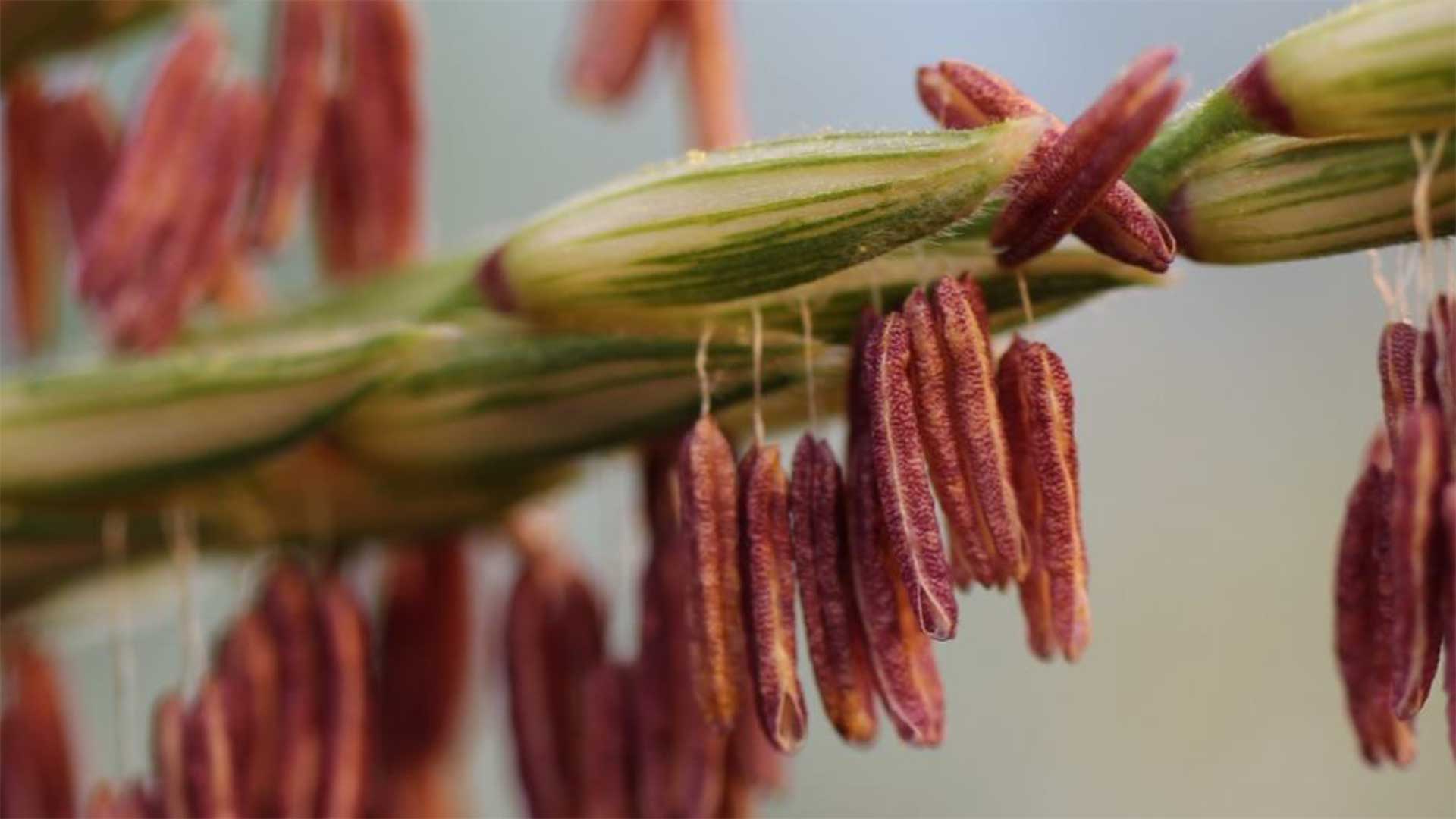 Close-up of red pollen sacs hanging from the green stem of a corn plant.