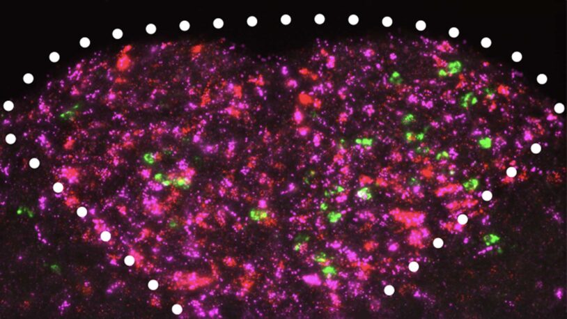 image of brainstem circuit