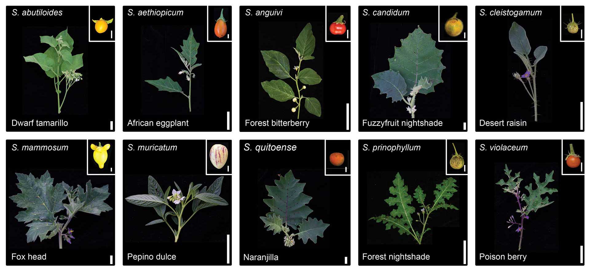 image of Solanum plant diversity