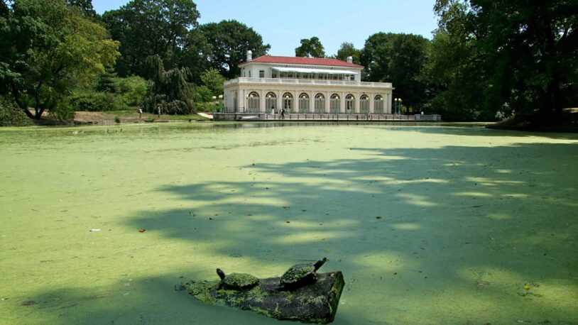image of a pond with duckweed, Prospect Park, Brooklyn, NY