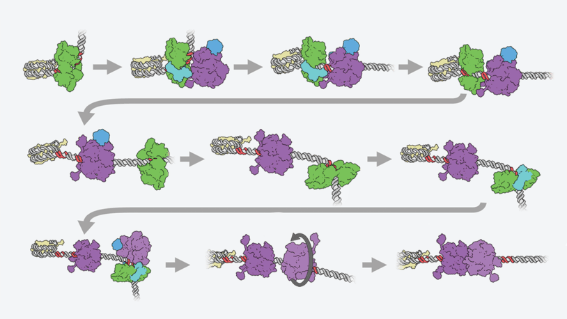 Series of colorful protein complexes interacting with a DNA strand, showing a molecular process step-by-step.