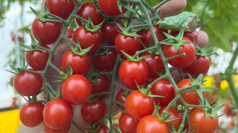 A close-up of a hand holding several clusters of ripe red cherry tomatoes still attached to green stems, with leafy green foliage in the background.