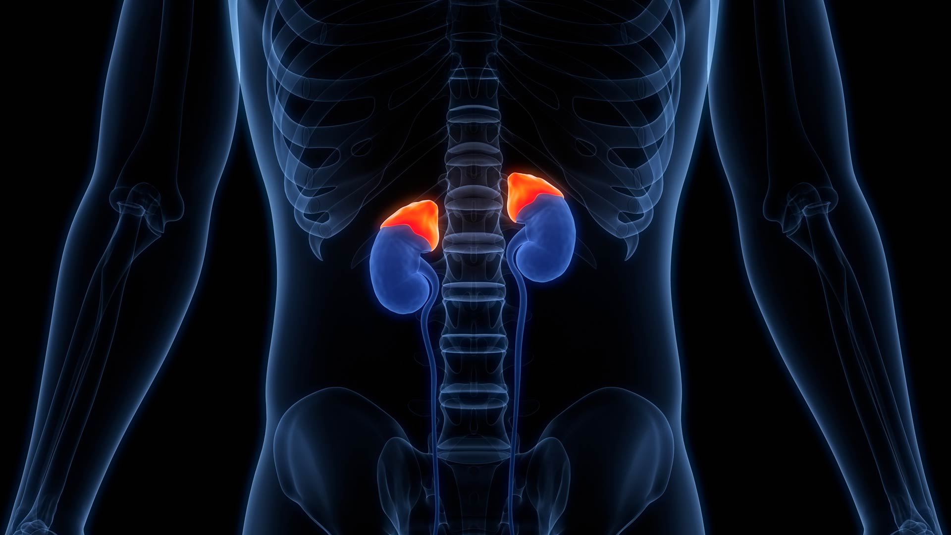 X-ray style image showing kidneys in blue and adrenal glands in red above them within a human torso.
