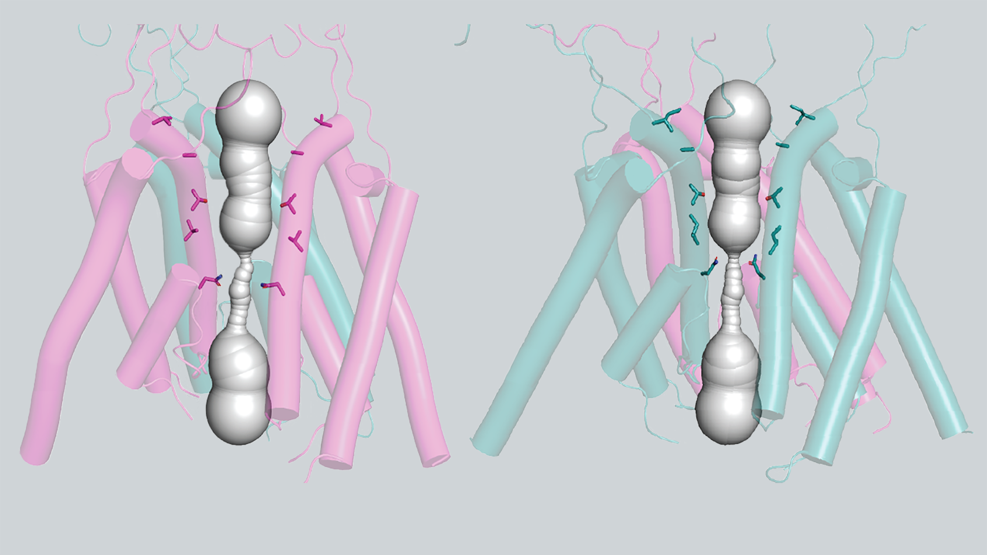 Image of NMDA receptors in different positions