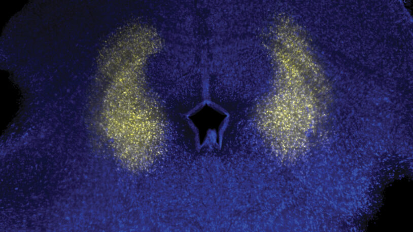 Image of mouse midbrain caudolateral periaqueductal gray