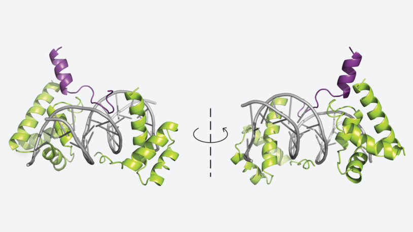 3D structure of a protein-DNA complex shown in mirrored orientation, with helices in green and purple.