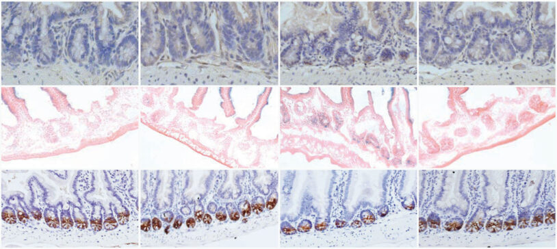 Microscope slides show stained tissue sections, with varying shades of blue, brown, and pink in three rows.
