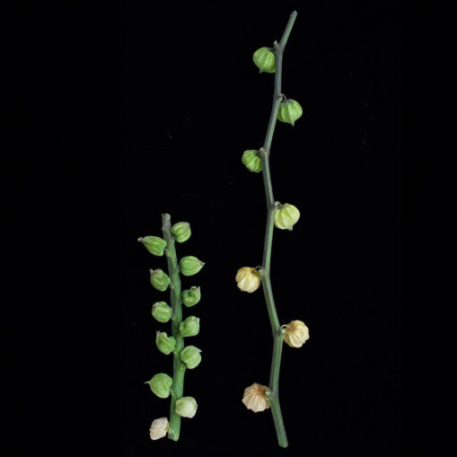 Two green stems with small, round, papery husk-covered fruits against a black background.