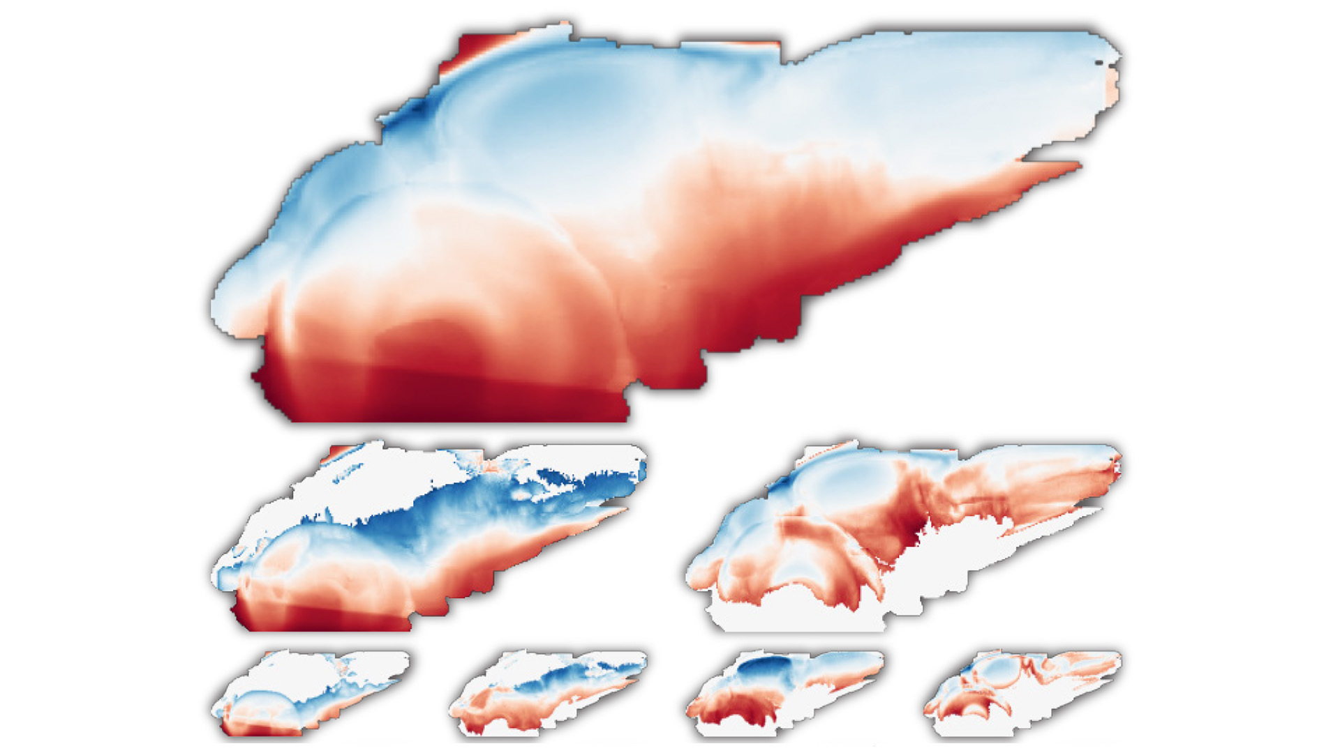 Image of gene expression in a zebrafish brain